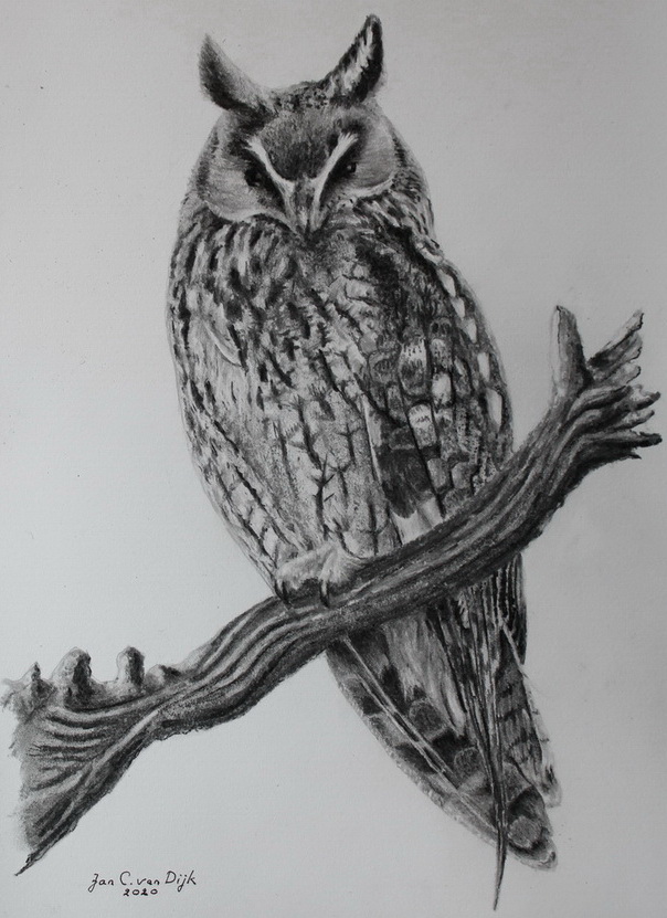Skovhornugle